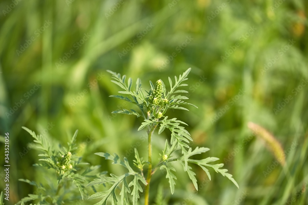 Ragweed, highly allergic plant releaseing pollens in the end of August Ragweed, highly allergic plant releaseing pollens in the end of August