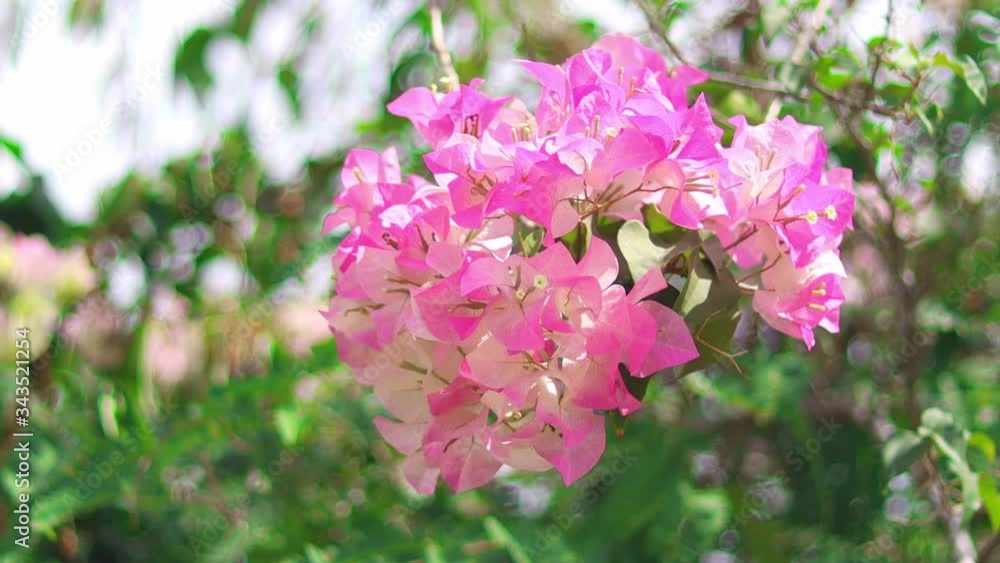 4K UHD Paper flowers or bougainvillea flower. Wind blowing pink colorful bougainvillea flowers use for background. 4K UHD Paper flowers or bougainvillea flower. Wind blowing pink colorful bougainvillea flowers use for background.