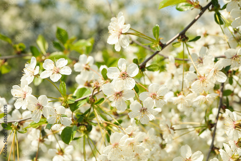 Fototapeta premium Blooming gardens in spring, blooming spring tree. Sunny spring day