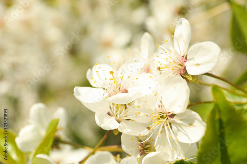 Fototapeta Naklejka Na Ścianę i Meble -  Blooming gardens in spring, blooming spring tree. Sunny spring day