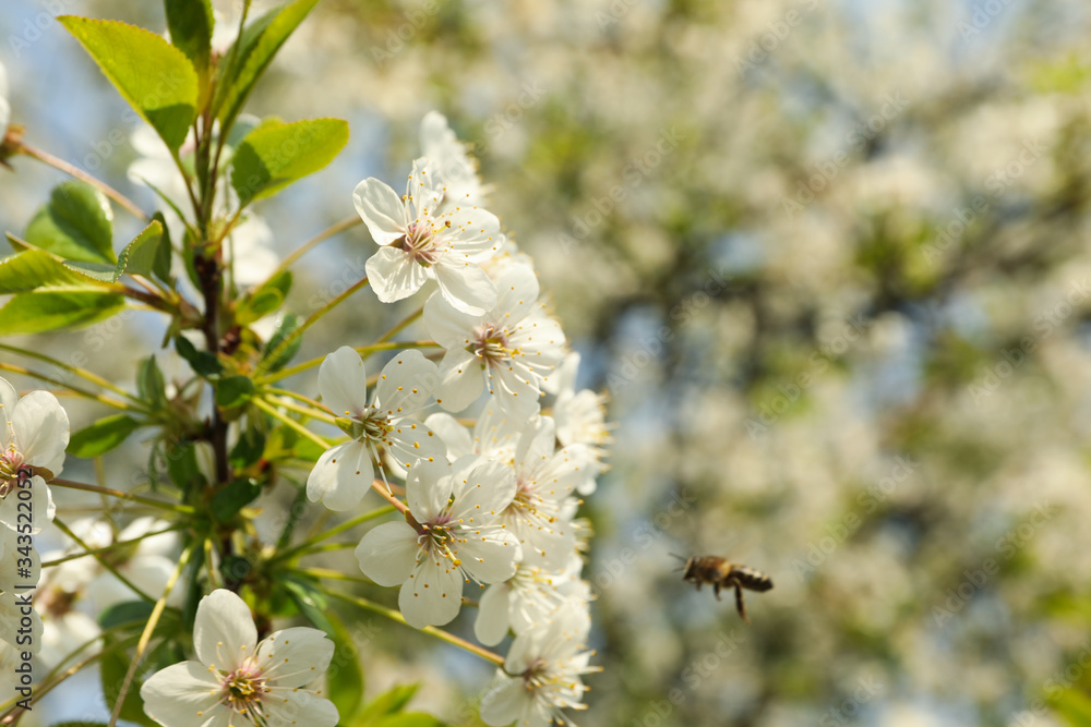 Blooming gardens in spring, blooming spring tree. Sunny spring day