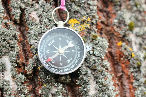 Old compass on tree in forest