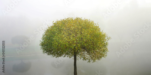 willow tree with curly crown and green thin leaves on bank of river in city park in early morning in foggy weather