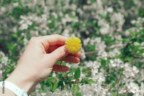 Female hand holds yellow dandelion, blooming spring flowers. Sunny spring day