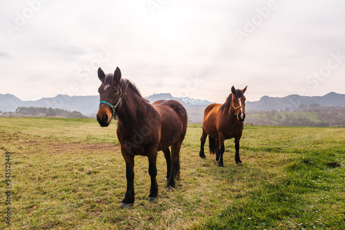 A pair of beautiful domestic horses ride freely through the field with the mountains in the background. animals and pets concept