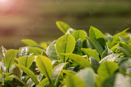 China s green tea garden. Spring tea plantation.