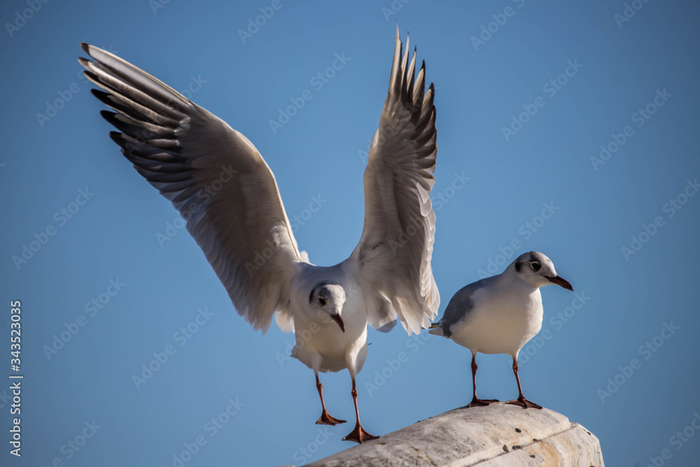 Obraz premium seagull on blue sky