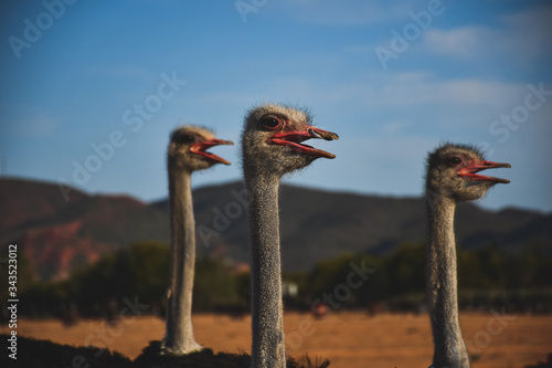 ostrich meeting