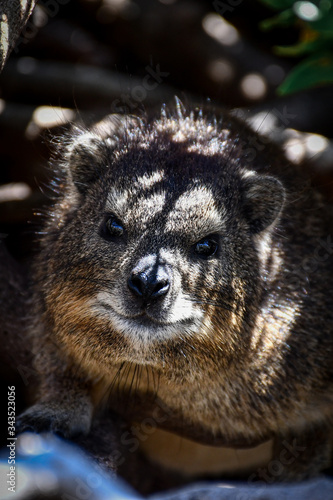 ROCK DASSIE - SOUTHAFRICA