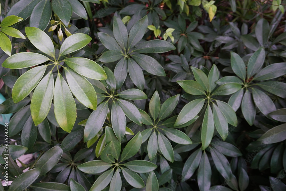 Ornamental plant Ornamental plant