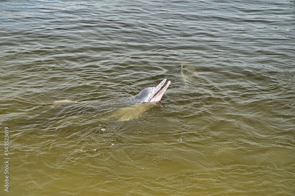 Fototapeta premium Wild dolphins in Tin Can Bay harbour