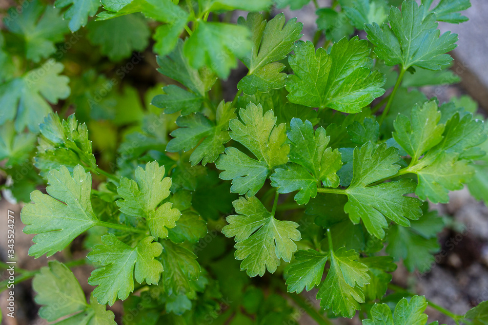 prezzemolo pianta aromatica coriandolo prezzemolo pianta aromatica coriandolo