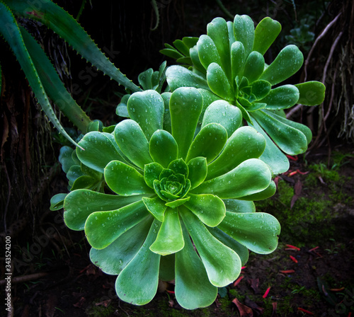 Two echevaria elegans succulent in early morning light. photo