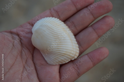 hand holding seashells