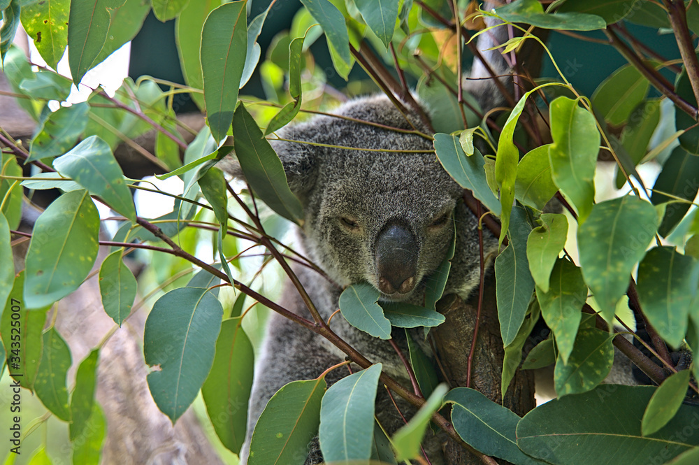 Fototapeta premium Koala bear in Australia on a tree