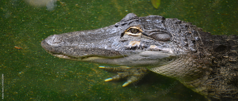 Fototapeta premium Panoramique portrait de jeune alligator du Mississipi dans l'eau
