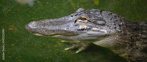 Panoramique portrait de jeune alligator du Mississipi dans l'eau