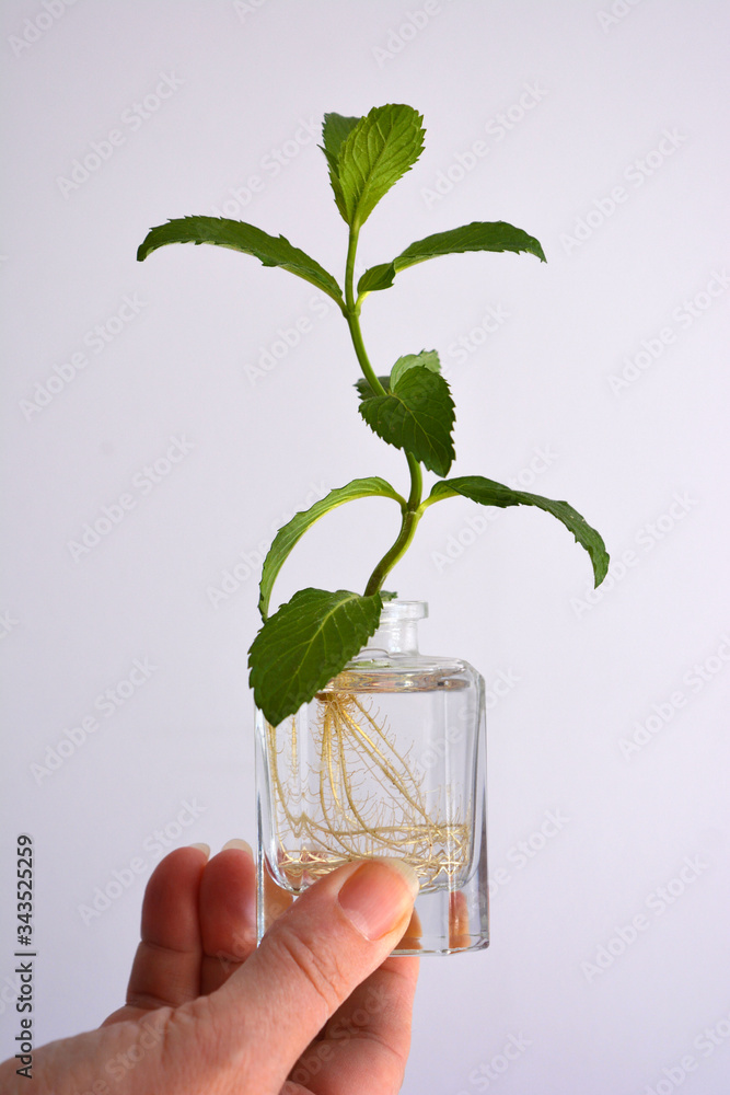 Hand holding spearmint, also known as Mentha spicata,  growing in a bottle, from a cutting