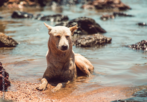 Dog sleeping in the water, dog in the sea, Goa dogs