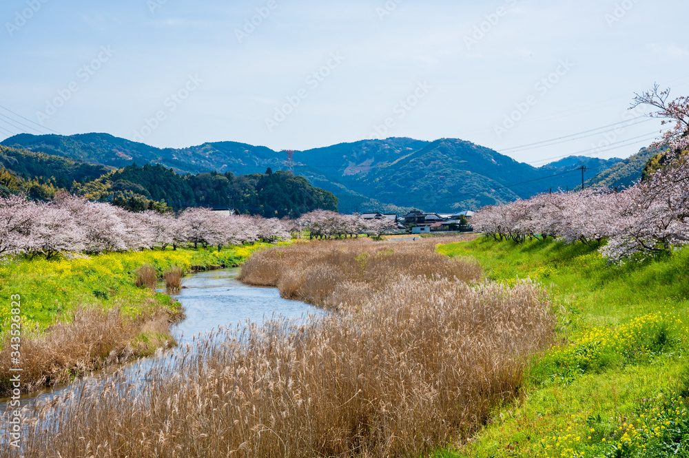 春の川沿いに咲く桜と菜の花【福岡県行橋市】 春の川沿いに咲く桜と菜の花【福岡県行橋市】