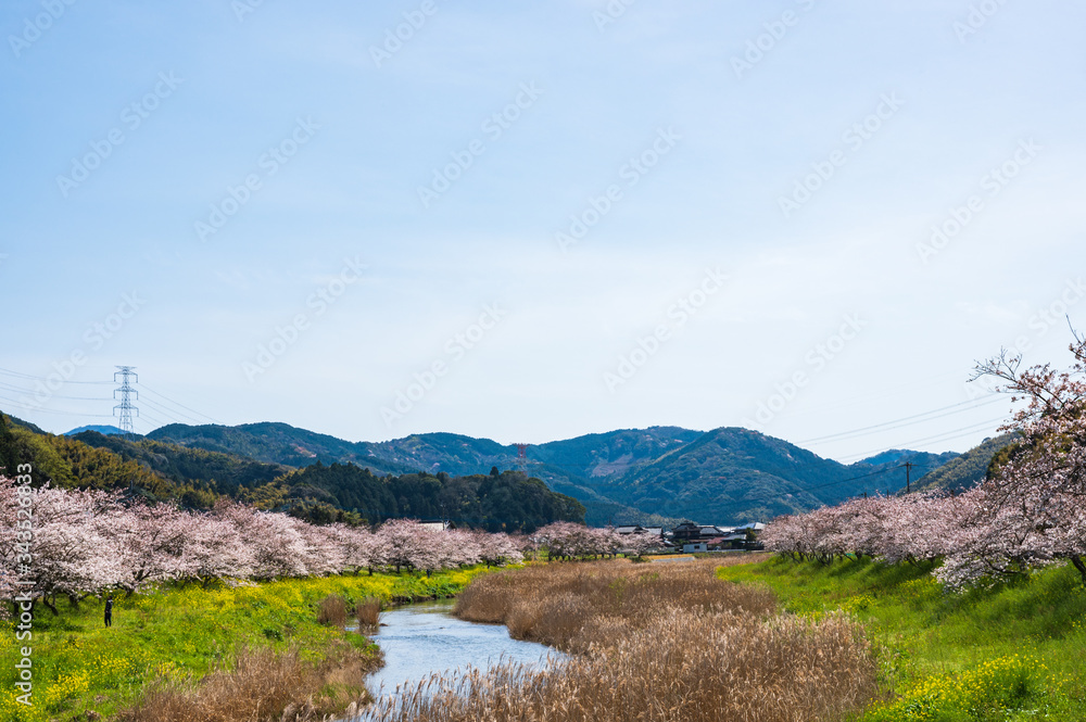 Fototapeta premium 春の川沿いに咲く桜と菜の花【福岡県行橋市】