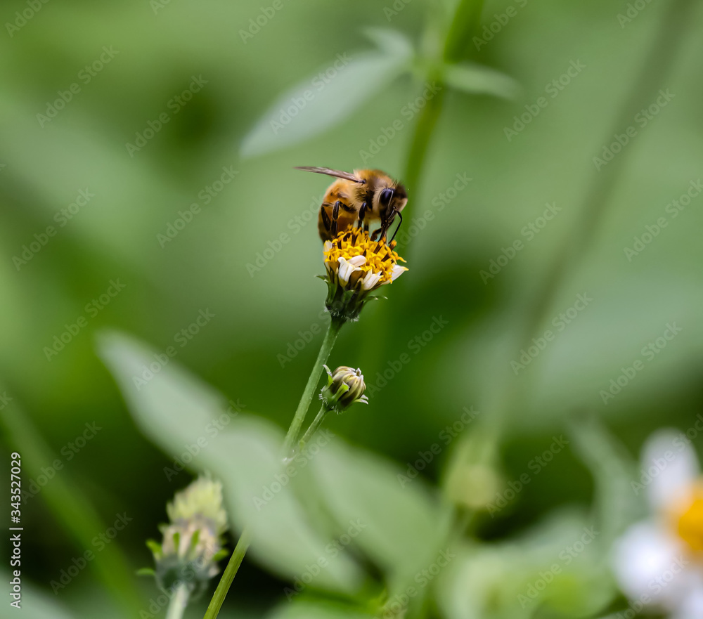 Bee hovering over orange and white flower trying to get pollen with a nice green background Bee hovering over orange and white flower trying to get pollen with a nice green background