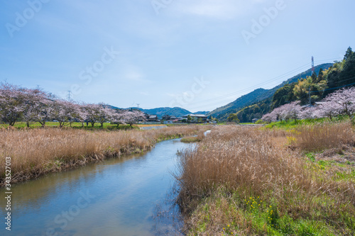 春の川沿いに咲く桜と菜の花【福岡県行橋市】