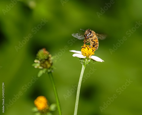Bee hovering over orange and white flower trying to get pollen with a nice green background