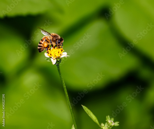 Bee hovering over orange and white flower trying to get pollen with a nice green background © Elias Bitar