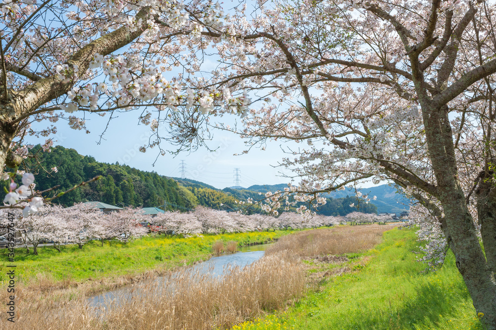 春の川沿いに咲く桜と菜の花【福岡県行橋市】 春の川沿いに咲く桜と菜の花【福岡県行橋市】