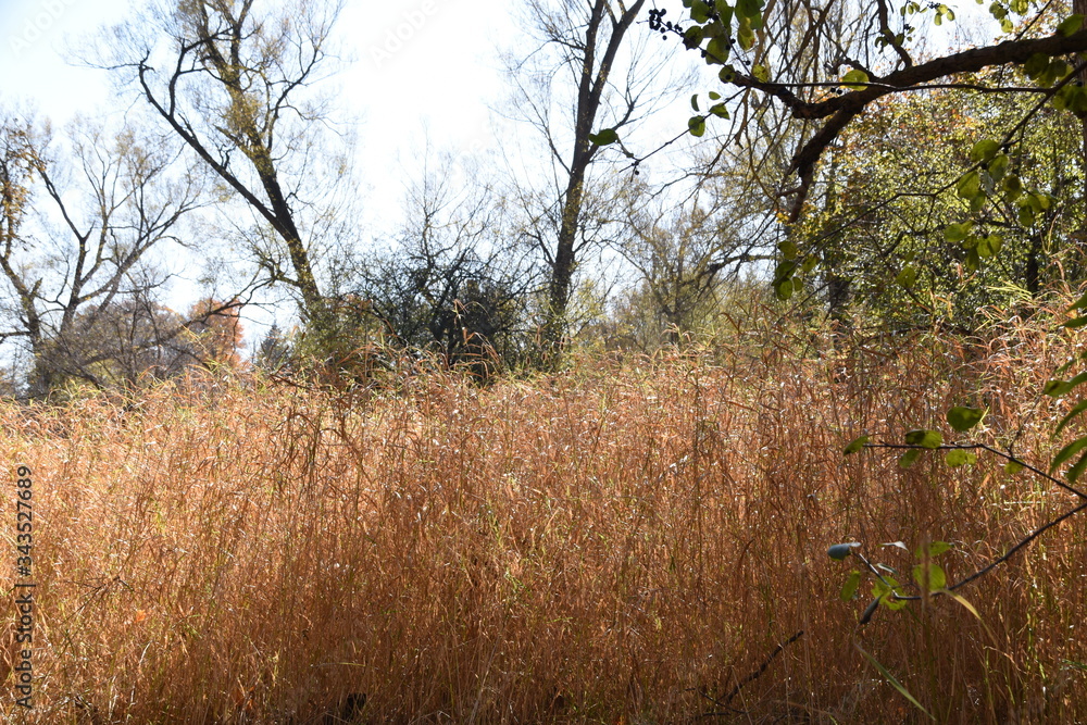 Obraz premium tall grass in a field