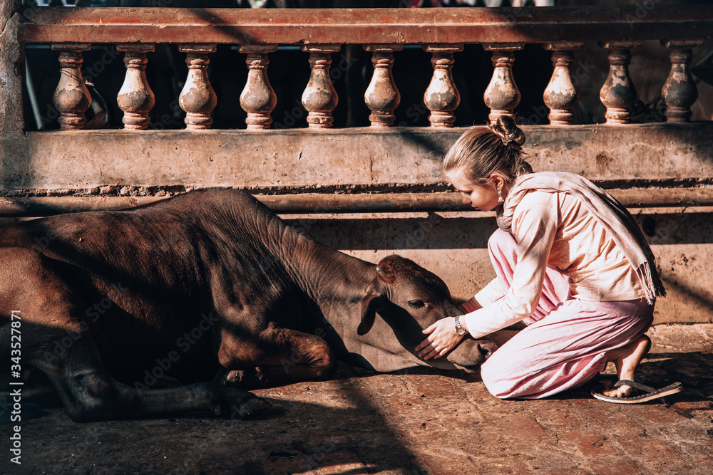 Fototapeta premium beautiful blonde girl on anIndian cow farm goshala. Children take care of the sacred Indian cows zebu. life style.