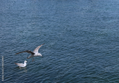 Seagull in flight