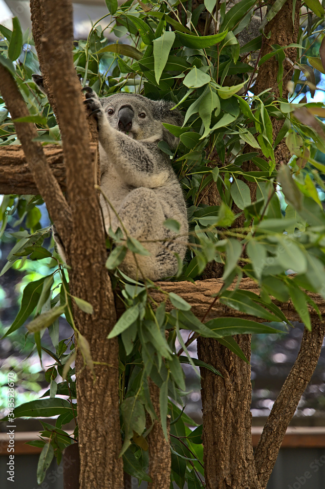 Koala bear in Australia on a tree Koala bear in Australia on a tree