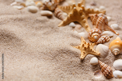 Closeup of a starfish and some seashells and conches on the sand