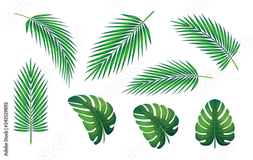 Summer background, leaves of tropical trees. Vector icon set, collection of design elements.