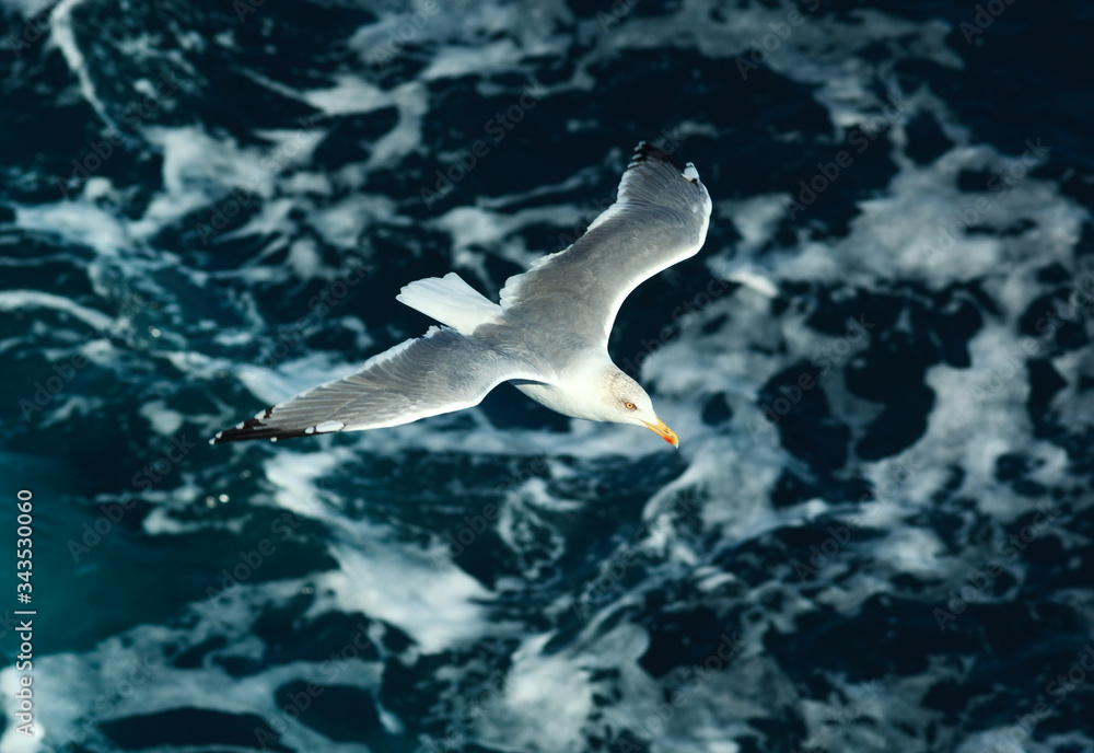 Seagull close-up in flight against the background of sea waves. Seagull close-up in flight against the background of sea waves.