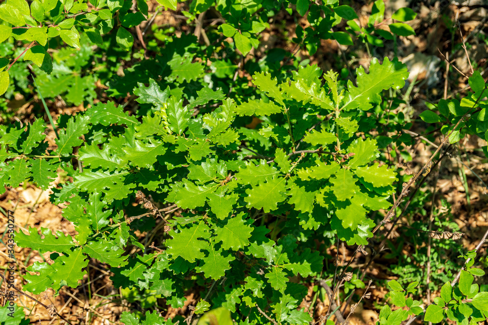 Foglie della quercia in primavera Foglie della quercia in primavera