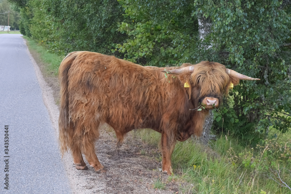 Angus bull on the road of the Scottish Highlands Angus bull on the road of the Scottish Highlands