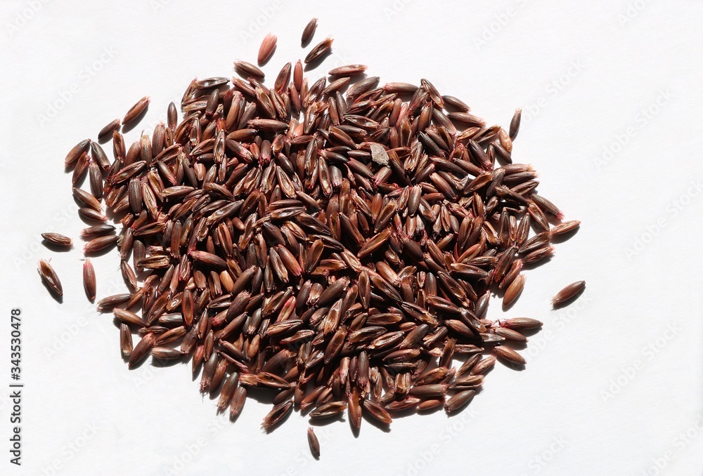 Pile of forage grain seeds isolated on white in sun Pile of forage grain seeds isolated on white in sun
