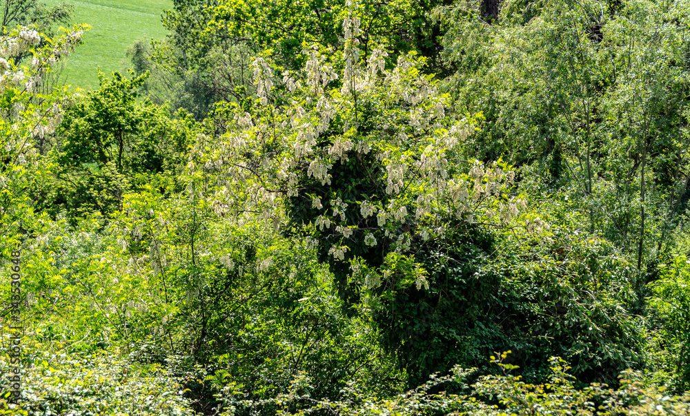 Vegetazione selvaggia in primavera Vegetazione selvaggia in primavera