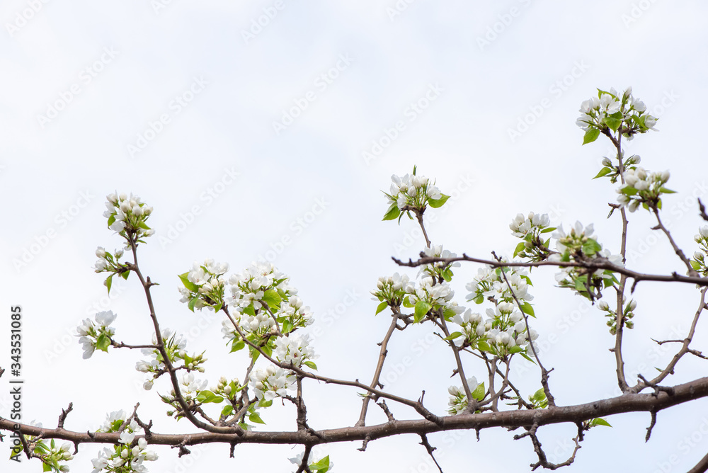 Branch with beautiful blooming pear tree flowers in the garden against a blue sky Branch with beautiful blooming pear tree flowers in the garden against a blue sky