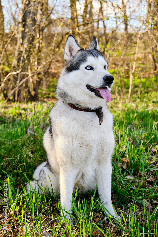 Purebred husky dog sits on the lawn with its tongue hanging out.