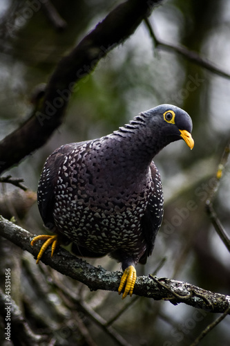 black and yellow pigeon 