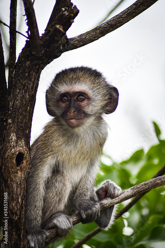 baby green monkey