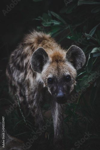curious hyena cub