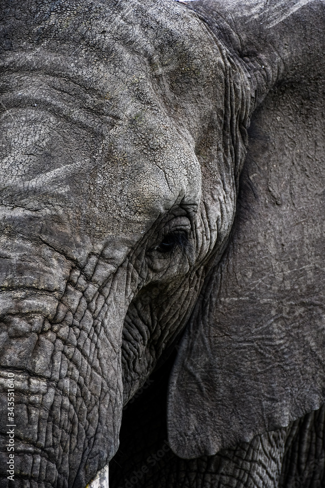 close up of an elephant close up of an elephant