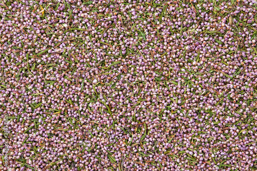Healthy heather. Background of dry heath flowers. Top view. Herbal medicine. © chamillew