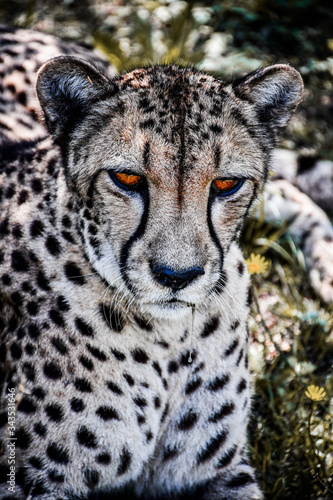 cheetah eyes