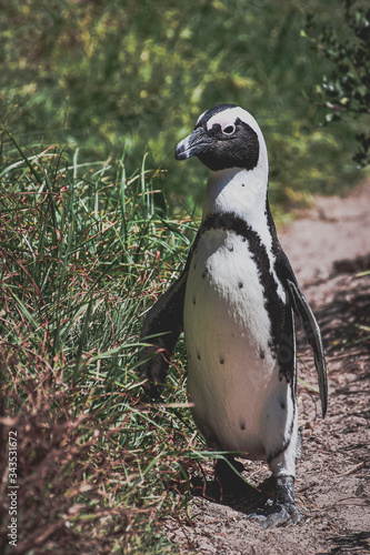 penguin on the beach
